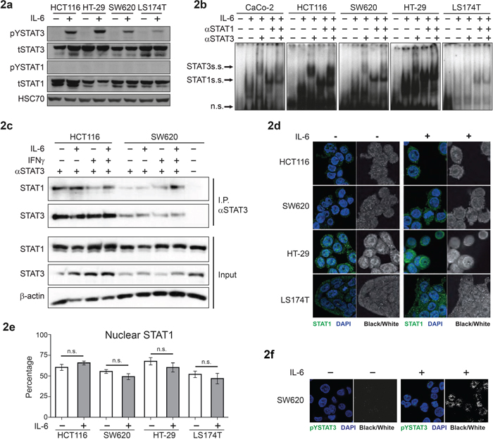 IL-6-dependent activation and subcellular localization of STAT3 and STAT1 in CRC cell lines.
