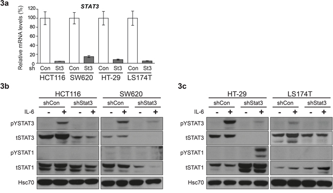 Differential effect of STAT3 knockdown on STAT1 expression in CRC cell lines.