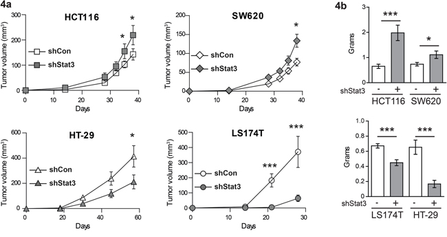 Effects of STAT3 knockdown on the growth characteristics of xenograft tumors.