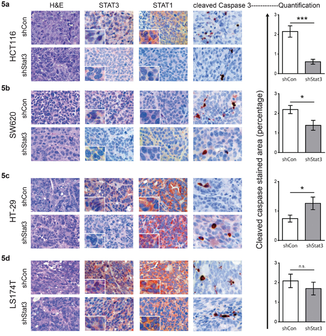 Immunohistochemical analyses of xenografted tumors of CRC cell lines with STAT3 knockdown.
