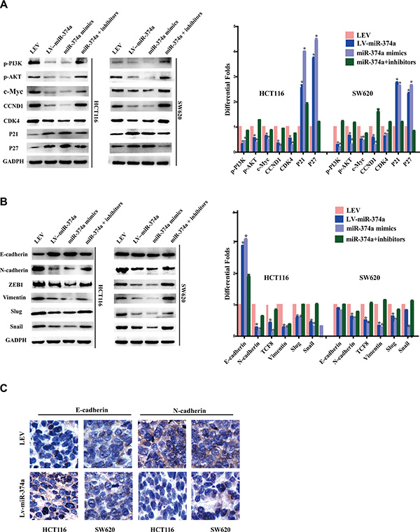 miR-374a is a negative regulator of PI3K/AKT signaling and suppresses cell cycle, invasion and migration relevant genes.