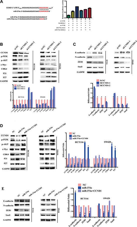 As a target of miR-374a, CCND1 exerts feedback on PI3K/AKT pathway and downstream cell cycle and EMT genes.