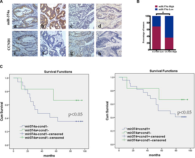 The correlation between miR-374a and CCND1 in colon cancer tissues and their clinical significance.