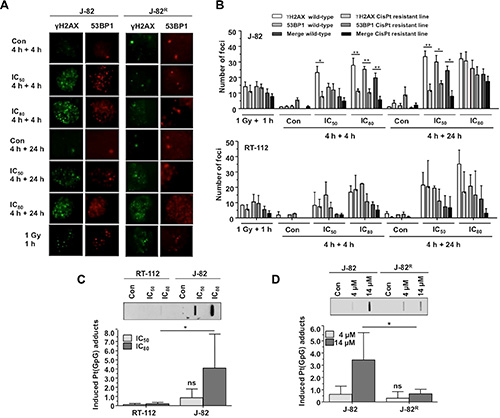 Formation and repair of DNA damage in parental UC cells and CisPt resistant UC variants.