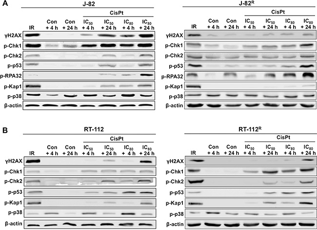 Comparative analyzes of CisPt-induced mechanisms of the DNA damage response (DDR) in parental and CisPt resistant cells.