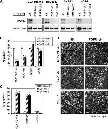 Depletion of endogenous FGFR4 induces tumor-specific cell death in breast cancer cells.