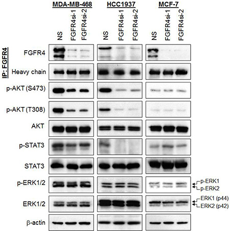 Depletion of endogenous FGFR4 reduces AKT and STAT3 phosphorylation.