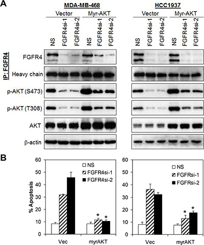 FGFR4 mediates cells survival via activation of AKT signaling pathway.