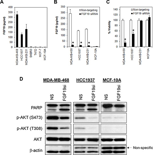 FGF19 autocrine signaling promotes cell survival in FGFR4/FGF19 co-expressed cells.