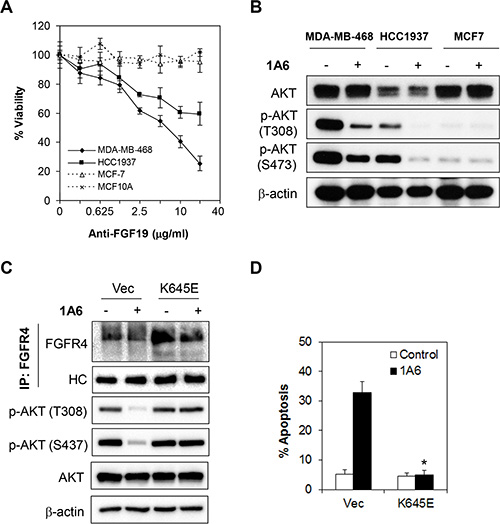 Inactivation of autocrine FGF19 by monoclonal antibody abrogates FGFR4-mediated survival of breast cancer cells.