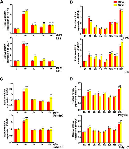 LPS and poly (I:C) induce HIF-1&#x03B1; and VEGF expression in HSC3 and SCC4 cells.