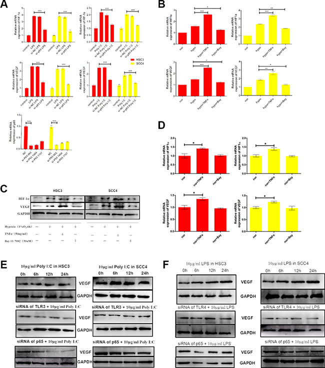 The TLR-NF-&#x03BA;B pathway regulates HIF-1&#x03B1; and VEGF expression in HSC3 and SCC4 cells.