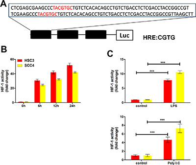 The TLR3 and TLR4 pathways regulate HIF-1 activity in HSC3 and SCC4 cells.