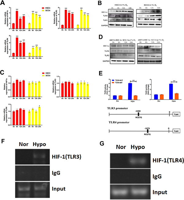 Hypoxia induces TLR3 and TLR4 expression via HIF-1.