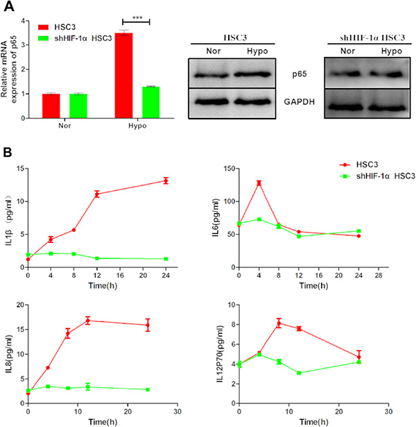 Hypoxia upregulates p65 and pro-inflammatory cytokine expression via HIF-1&#x03B1;.