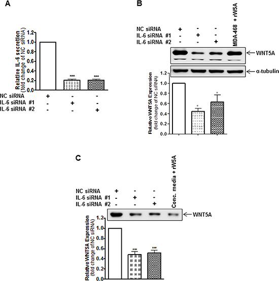 IL-6 knockdown reduces the endogenous protein expression of WNT5A in WM852 cells.