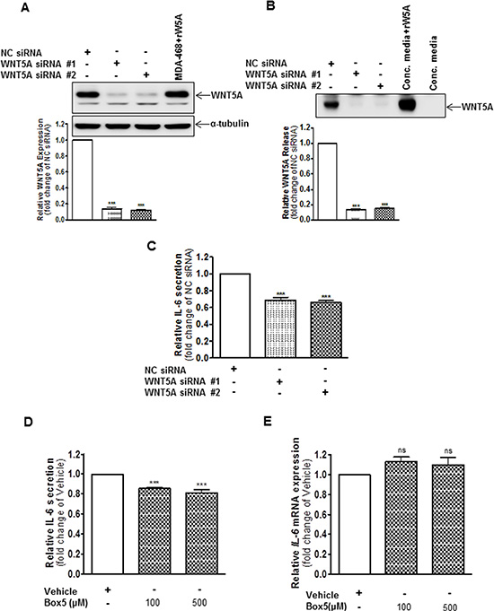 WNT5A increases IL-6 secretion from WM852 cells.