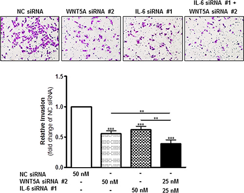 Combined knockdown of WNT5A and IL-6 protein expression more effectively inhibits WM852 cell invasion.