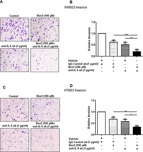 Combined inhibition of WNT5A and IL-6 signalling with Box5 and an anti-IL-6 antibody more effectively impairs WM852 and HTB63 cell invasion.