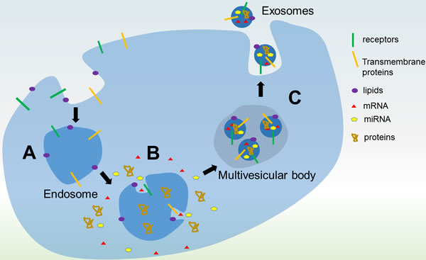 Biogenesis of exosomes.