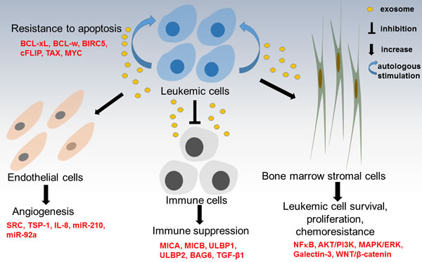 Summary of role of exosomes in leukemogenesis.