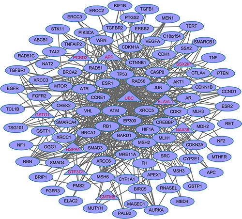 The enriched dense network module using the 100 CPG (57 training genes and top 43 test genes) based on protein-protein interaction data.