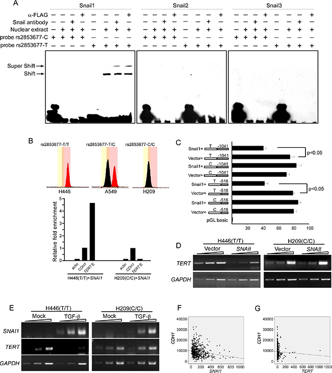 Rs2853677 affects TERT transcriptional regulation by Snail1.