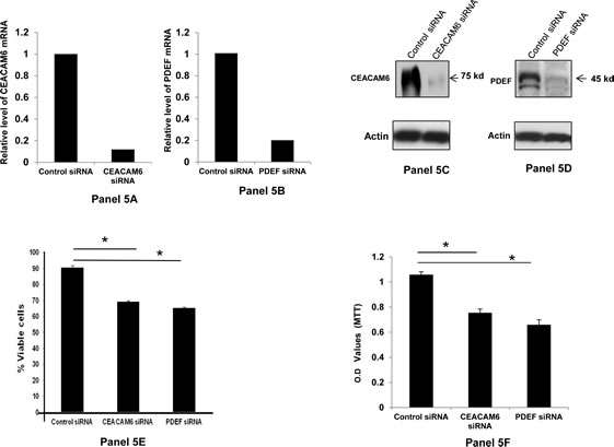 Down regulation of CEACAM6 and PDEF expression and its effect on BT-474 cell survival: Panels 5A and 5B respectively show the relative down regulation of CEACAM6 and PDEF mRNAs following treatment with specific siRNAs, as measured by qRT-PCR.