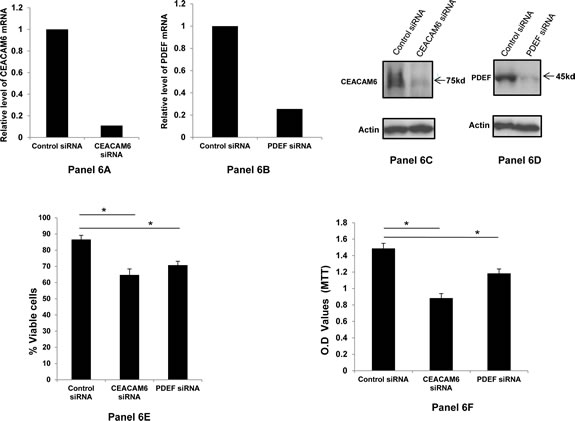 Down regulation of CEACAM6 and PDEF expression and its effect on SKBR3 cell survival: Panels 6A and 6B respectively show the relative down regulation of CEACAM6 and PDEF mRNAs following treatment with specific siRNAs, as measured by qRT-PCR.