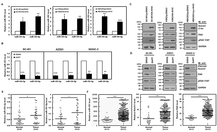 Activated Notch1 pathway enhanced miR-151 and FAK expressions in gastric cancer cells.