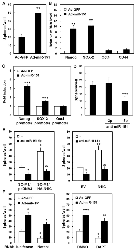 N1IC elevated ability of tumorsphere formation of SC-M1 cells through miR-151-5p.