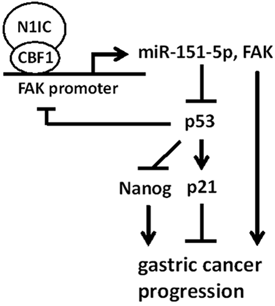 A model depicting the regulatory mechanism of Notch1/miR-151-5p/p53 axis in gastric carcinogenesis.