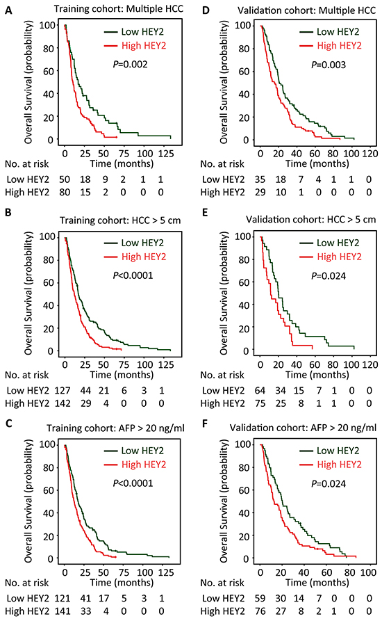 HEY2 expression is associated with overall survival of subgroups of HCC patients in training and validation cohorts.