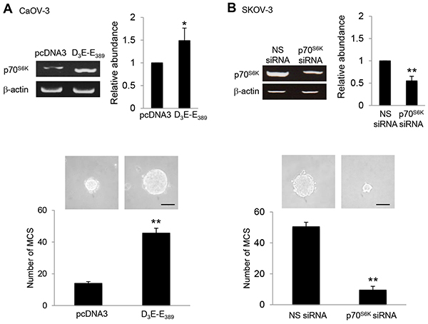 p70S6K promotes MCS formation.