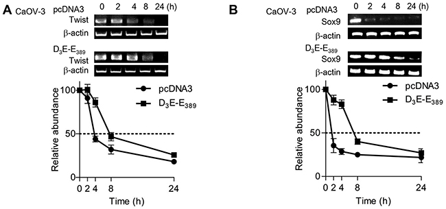 p70S6K enhances Twist and Sox9 mRNA stabilities.