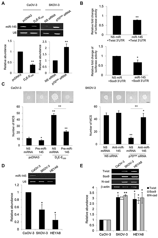 p70S6K decreases Twist and Sox9 mRNA turnover via suppression of miR-145.