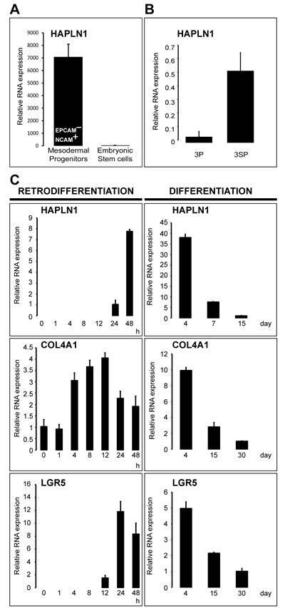 HAPLN1 hallmarks early mesoderm commitment of pluripotent hES cells and spontaneous EMT.
