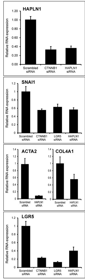 HAPLN1 silencing leads to mesenchymal and stem cell marker loss.