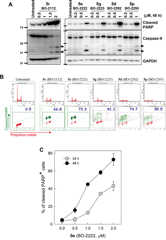 Induction of apoptosis by treatment with CiQ derivatives.