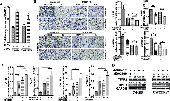 Enzalutamide treatment promotes invasion and migration of prostate cancer cells and DANCR knockdown decreased the promotion.