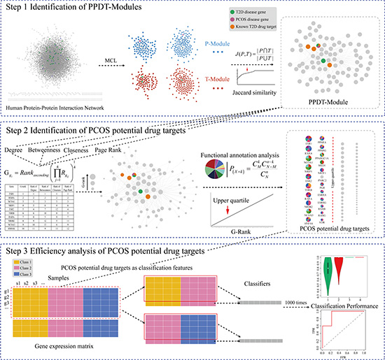 A schematic diagram of PCOS potential drug targets identification and efficiency analysis.