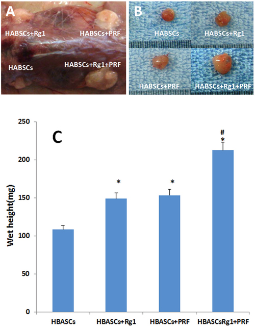 Macroscopic findings and wet weight of the transplants in 4 groups.