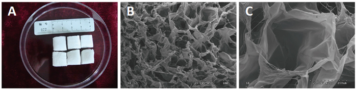 Macroscopic morphology and ultrastructure of the three-dimensional porous collagen type I sponge scaffolds.