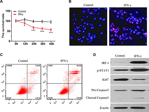 IFN-&#x03B3; induced apoptosis in SK-Hep1 cells is associated with increasing levels of IRF-1 and pSTAT1.