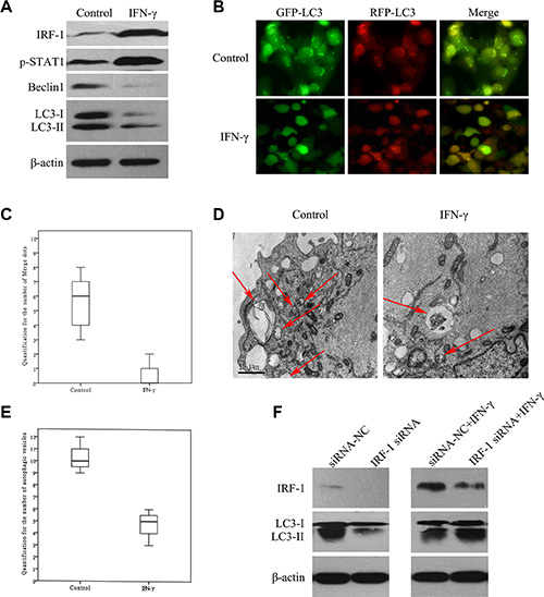IFN-&#x03B3; suppressed autophagy via IRF-1 in SK-Hep1 cells.