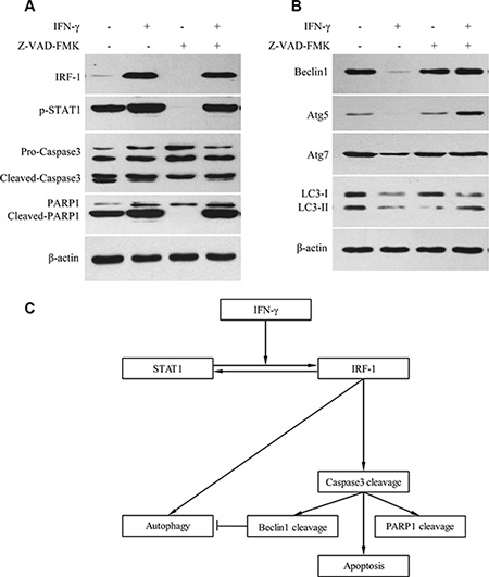 IFN-&#x03B3; suppressed autophagy via caspase activation in SK-Hep1 cells.