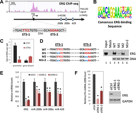 Regulation of miR-200b/200a/429 cluster gene expression by ERG at the transcriptional level.