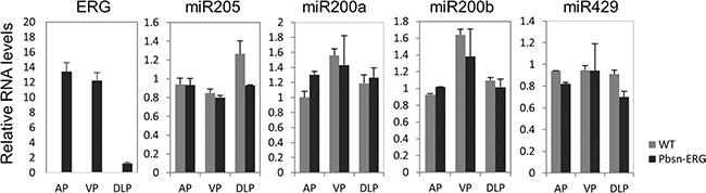 miR-200b/200a/429 subfamily and miR-205 are not induced by ERG in the prostate of Pbsn-ERG transgenic mice.