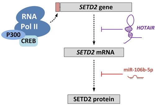 Regulation of SETD2 expression.