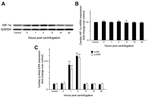 Effect of exposure to hypergravity on cardiac expression of HIF-1&#x3b1;, p-Akt, and p-ERK.